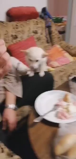 Načíst video: 